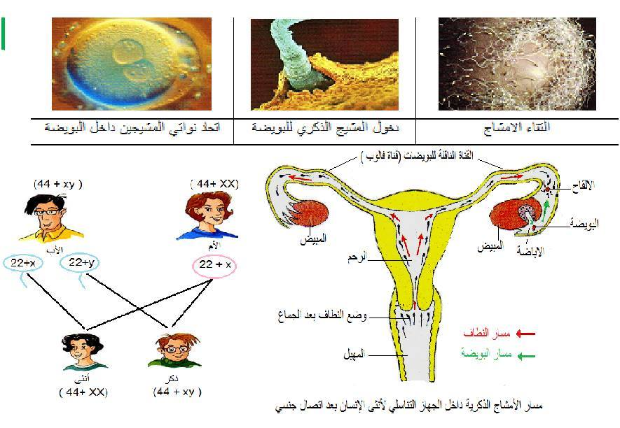 الملخص الالقاح